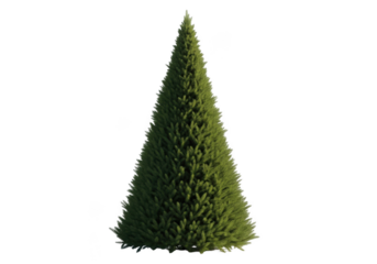 A perfectly conical green fir tree isolated on transparent background