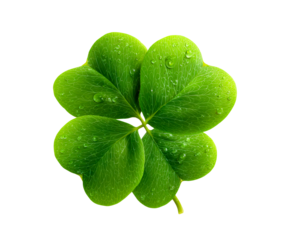 Four Leaf Clover with Water Droplets on a transparent background, cut out