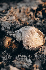 Frozen Snails in Ice – Macro Photography on a Winter Lake