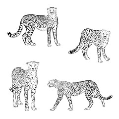 cheetah, wild cat, vector sketch