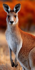 Fototapeta premium Lone kangaroo stands gracefully in golden grass at sunset in the Australian outback