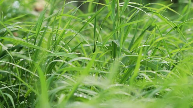 Delicate green grass blades glistening with water droplets swaying softly under gentle wind currents, embodying serene natural landscape in vibrant summer environment
