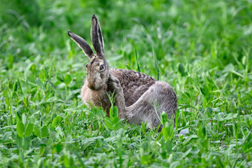 Hare on  meadow cleaning up