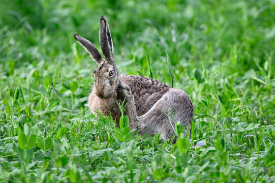 Hare on  meadow cleaning up