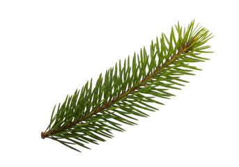 A single green pine branch with sharp needles, isolated on a transparent background
