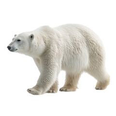 Fototapeta premium Png of polar bear walking isolated on transparent background, displaying its natural habitat and vulnerable status