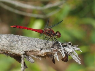 Sympetrum baccha, a rare mountain dragonfly species found near ponds and wetlands in Korea, recognized by its black wing tips and striped thorax. Photographed in Korea.