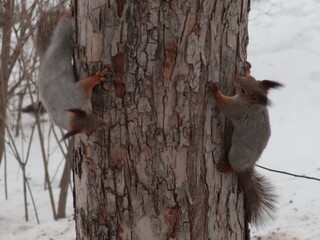 squirrels on a tree