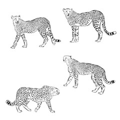 cheetah, wild cat, vector sketch