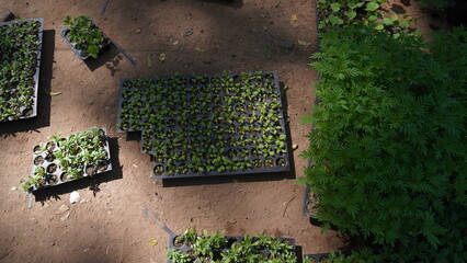 seedlings plants tree nursery nature 
