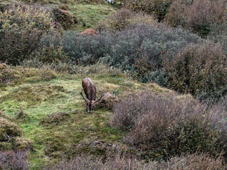 Lonely red deer stag during the rut in County Donegal, Ireland