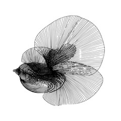 Abstract bird illustration created with fine lines forming the shape on a white background design element