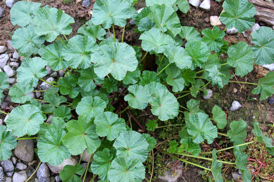 Mallow, Malva pusilla, Malva rotundifolia grows in nature in summer