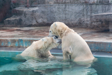 Two polar bears interacting playfully in the water