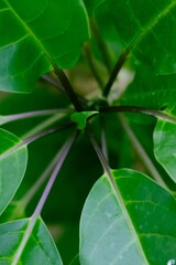 Close-up of vibrant green leaves with natural patterns