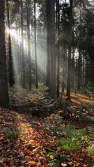 autumn forest in the morning