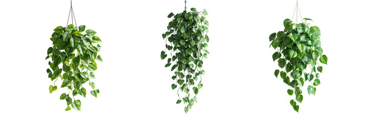 Three hanging green pothos plants isolated on a transparent background