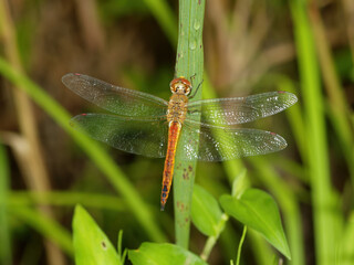 Pantala flavescens, a migratory dragonfly species with large hindwings, known for long-distance flight across regions and observed over wetlands in Korea. Photographed in Korea.