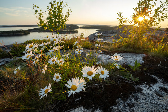 View of white daisies blooming on rocky terrain under a bright sun and blue sky with islands in the background, Sortavala, Russia.