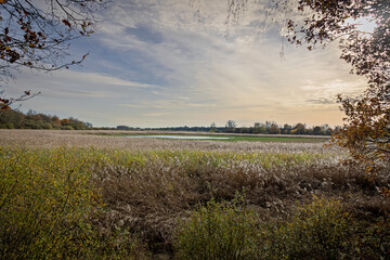 Autumn walks in the Drenthe forest known as "Kortewegsbos" (short-forest) with a view of the small lake called "Diependal." The surrounding reeds sway around the water.