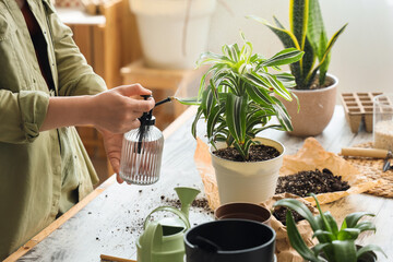Fototapeta premium Young woman spraying water onto plant in workshop