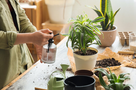 Young woman spraying water onto plant in workshop