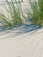 Green marram grass growing on white sand dune with natural shadows in Leba Poland Baltic coastal environment. High quality photograph