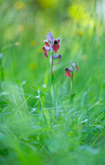 Heart Orchid (Serapias cordigera), also called Serapias tongue of the heart. Liendo Valley. Cantabria. Spain. Europe
