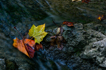View of autumn leaves, some vibrant yellow and orange, others brown and decaying, resting on moss-covered rocks in a flowing stream, Sharonville, Ohio, United States.