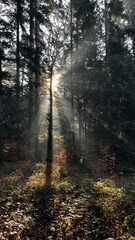 Fototapeta premium sun rays in the forest