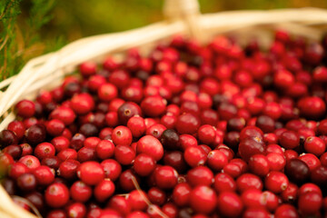 Close up of basket with fresh cranberries in forest. Autumn harvest, forest gifts, healthy berries, vitamins during illness, homemade drinks, forest walk, beautiful autumn weather, fairy forest mood.