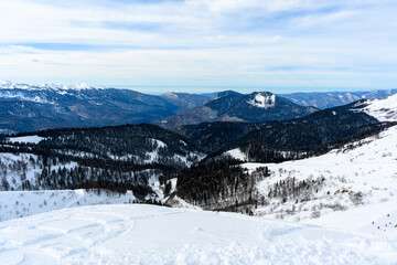 A beautiful snowy mountain range with tall trees in the foreground