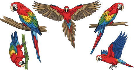 Colorful macaw parrot vector set, tropical bird poses, vibrant feathers, wildlife illustration for nature education, exotic decor, and animal-themed design © MDABDULLAHAL