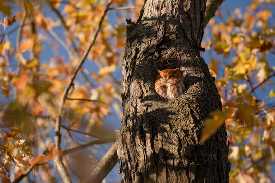 View of a cute screech-owl nestled in a hollow tree trunk amidst the vibrant autumn foliage under a clear blue sky. Metro Boston, Massachusetts, USA.