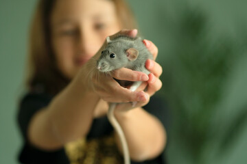 A young girl gently holding her dusty gray Dumbo rat in her cupped hands. The pet is sitting peacefully. Blurred figure of another child behind. Joy of pet ownership and affection.