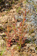 Drosera cistiflora in natural habitat south of Citrusdal, Western Cape of South Africa