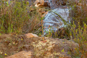 Drosera cistiflora in natural habitat south of Citrusdal, Western Cape of South Africa