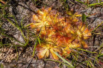 The rosettes of the carnivoruos plant Drosera atrostyla in natural habitat in the Western Cape of South Africa