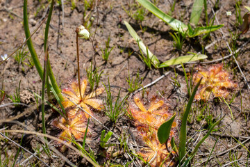 Drosera atrostyla, a carnivorous plant, in natural habitat