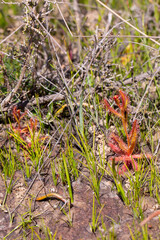 Drosera cistiflora in natural habitat south of Citrusdal, Western Cape of South Africa