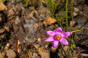 Romulea sp. near Citrusdal, Western Cape of South Africa