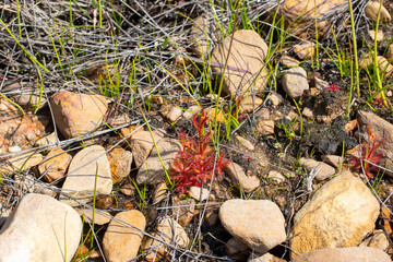 Drosera cistiflora in natural habitat south of Citrusdal, Western Cape of South Africa