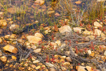 Drosera cistiflora in natural habitat south of Citrusdal, Western Cape of South Africa