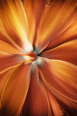 abstract fractal background with flowers