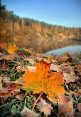 Vibrant autumn leaves scattered on ground near tranquil lake reflecting morning light
