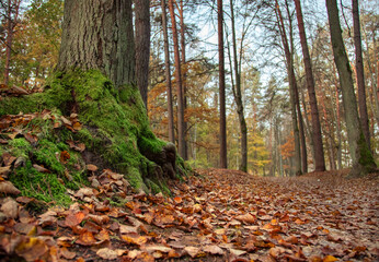 Autumn forest scene with moss-covered tree roots and fallen leaves on the ground