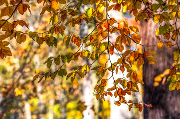 Beautiful autumn landscape. Colorful leaves on the trees in autumn.