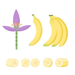 Banana set, flower. Vector Illustration for printing, backgrounds, covers and packaging. Image can be used for greeting cards, posters, stickers and textile. Isolated on white background.