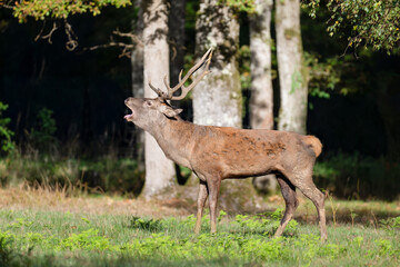 Red deer stag bellowing while sticking out its tongue in a clearing at the edge of a forest during the rut. Cervus elaphus, Réserve de la Haute-Touche, Indre 36, région Centre, France, Europe