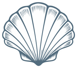 Shellfish shell illustration in engraving style, marine life isolated design